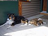 Dozer and Gabby